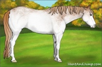 Horse Color:White Spotted Chestnut 