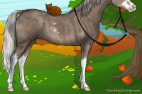 Horse Color:Silver Grullo Sabino Splash 
