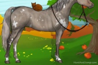 Horse Color:White Spotted Silver Grullo 
