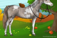 Horse Color:Liver Red Dun Ice Sabino Splash Tobiano 