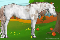 Horse Color:Gray Liver Red Dun Sabino Splash 