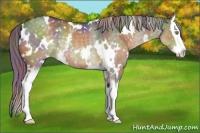 Horse Color:Nacre White Spotted Chocolate Palomino Dun Splash 