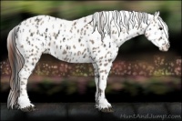 Horse Color:Black Appaloosa  and Classic Champagne Appaloosa 