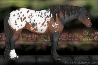 Horse Color:Blue Roan Appaloosa  and Brown Roan Appaloosa 