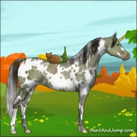Horse Color:White Spotted Liver Red Dun Ice 