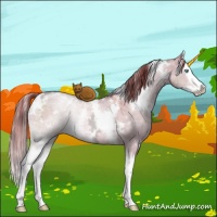 Horse Color:White Spotted Liver Red Dun Ice Pearl Splash Rabicano