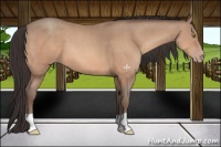 Horse Color:Sable Champagne 