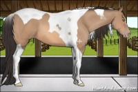 Horse Color:Amber Champagne Tobiano