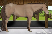 Horse Color:Classic Champagne