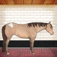 Horse Color:Amber Champagne Appaloosa 