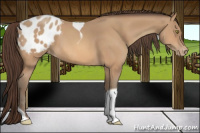 Horse Color:Amber Champagne Tobiano Appaloosa 