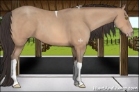 Horse Color:Amber Champagne Tobiano 