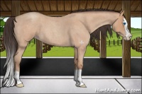 Horse Color:Amber Champagne Roan Splash 