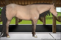 Horse Color:Amber Champagne