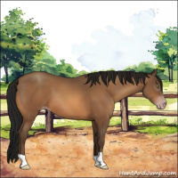 Horse Color:Gray Sable Champagne 