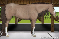 Horse Color:Classic Champagne 