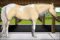 Horse Color:Silver Amber Cream Champagne Dun Tobiano 