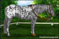Horse Color:Black Appaloosa  and Black Appaloosa 