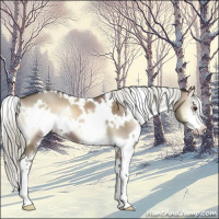 Horse Color:White Spotted Liver Red Dun Onyx Mushroom Sabino 