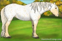 Horse Color:Palomino Dun Appaloosa