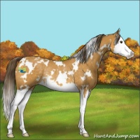 Horse Color:White Spotted Buckskin Splash Varnish Rabicano 