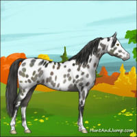 Horse Color:Gray Grullo Sabino Appaloosa 