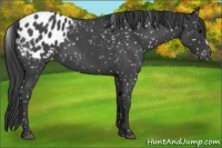 Horse Color:Blue Roan Appaloosa 