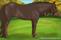 Horse Color:Liver Chestnut 
