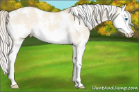 Horse Color:White Spotted Cremello Dun Splash