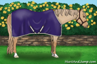 Horse Color:Red Dun Roan 