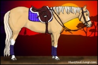 Horse Color:Palomino 
