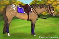 Horse Color:Buckskin Appaloosa 