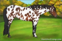 Horse Color:Brown Appaloosa