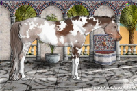 Horse Color:White Spotted Liver Chestnut 