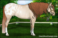 Horse Color:Buckskin Roan Pearl Dun Blanket Rabicano