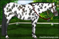Horse Color:Black Appaloosa