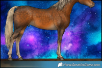 Horse Color:Chocolate Palomino 