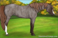 Horse Color:Liver Red Roan 