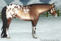 Horse Color:Bay Onyx Appaloosa