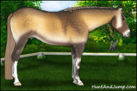 Horse Color:Chocolate Palomino Onyx 