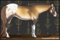 Horse Color:Chocolate Palomino Onyx Appaloosa 