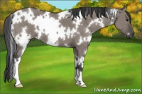Horse Color:White Spotted Grullo