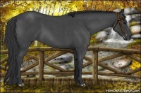 Horse Color:Blue Roan