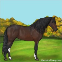 Horse Color:Brown 