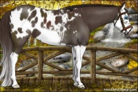 Horse Color:Liver Chestnut Splash Frame Appaloosa