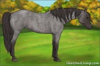 Horse Color:Smoky Blue Roan 