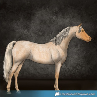 Horse Color:Palomino Roan 