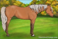 Horse Color:Silver Bay 