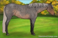 Horse Color:Silver Smoky Blue Roan 
