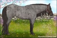 Horse Color:Smoky Blue Roan 